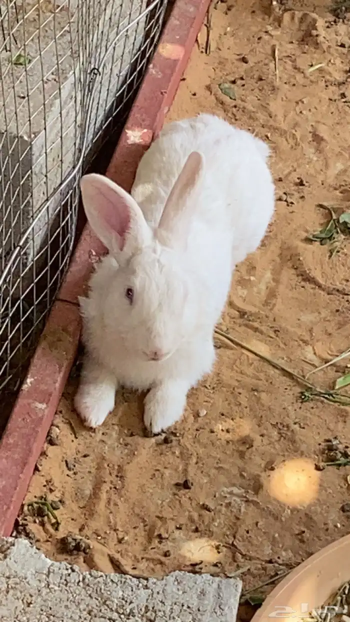 ارانب للبيع 0