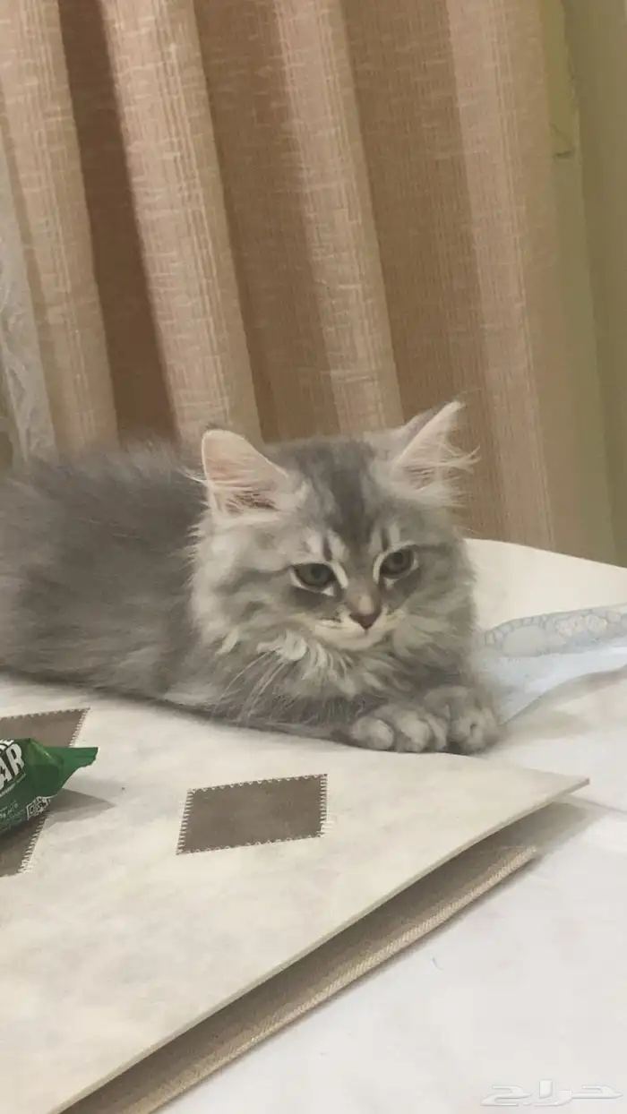 قطط شيرازي بيور 3