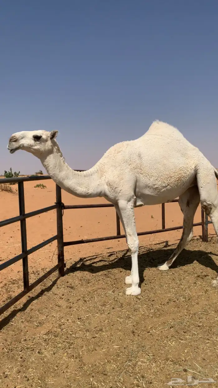 بكره 2
