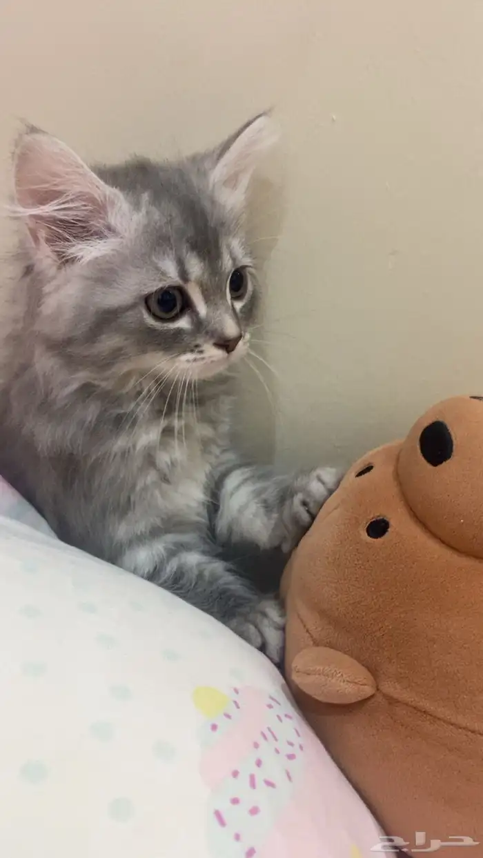 قطط شيرازي بيور 4