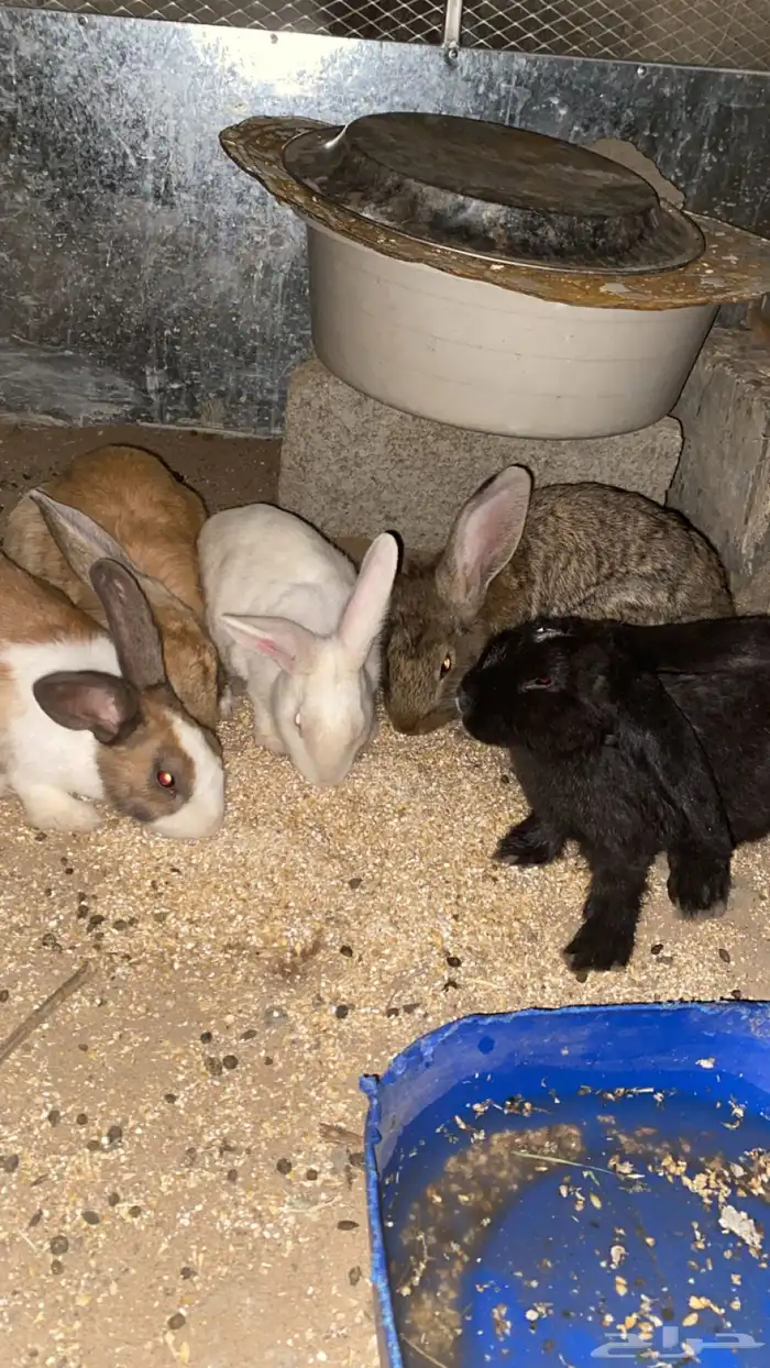 جنبيه مكعب نجراني وأرانب ووبران 14