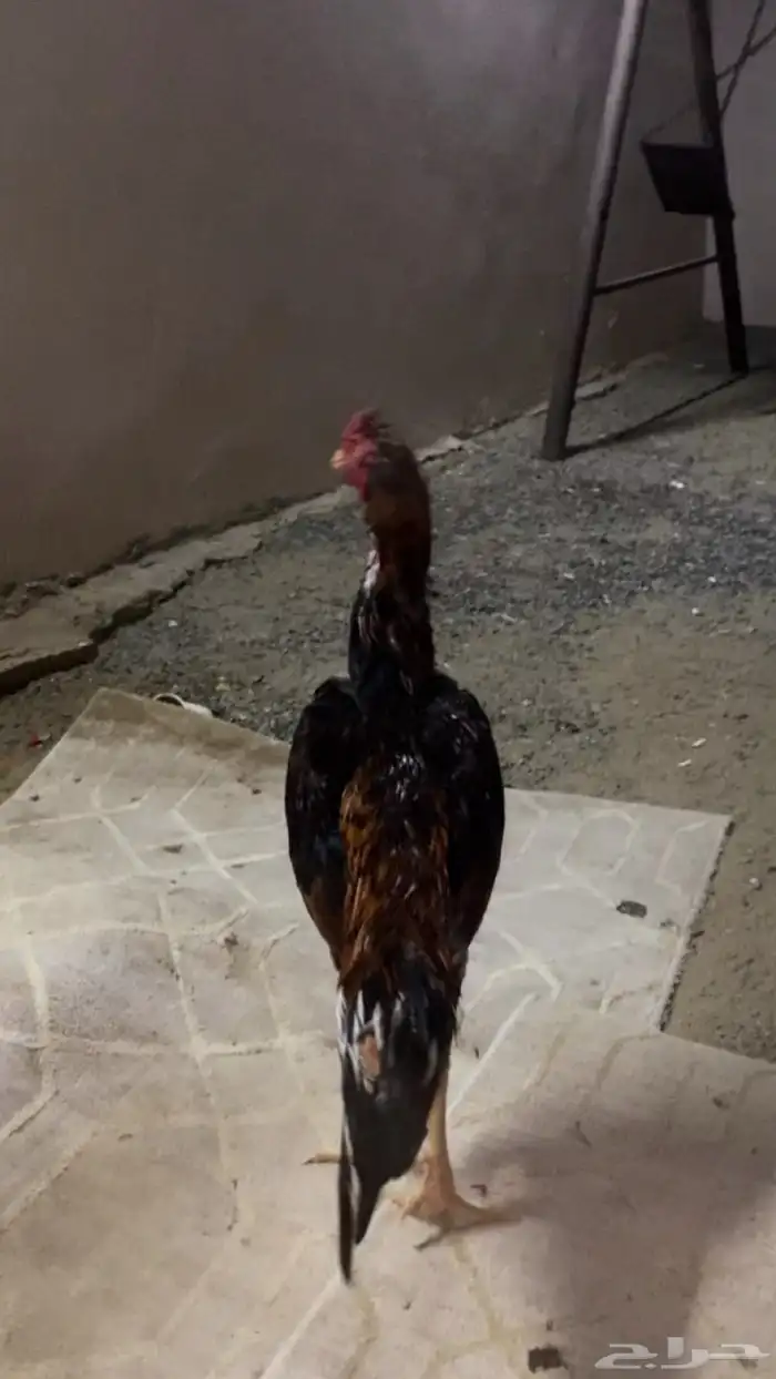 ديك باكستاني للبيع 1