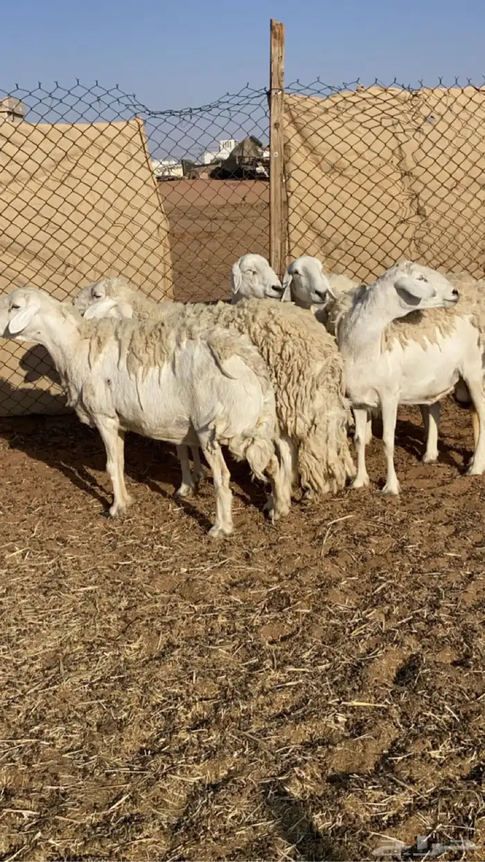 6 شياه حيل كفو 2