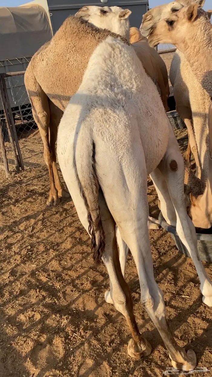 للبيع قعود طيب عمره 6 شهور 2