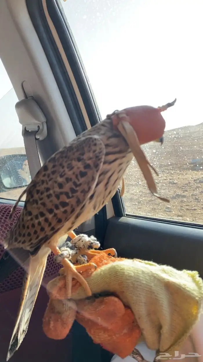 باشق طرح اليوم على السوم50 2