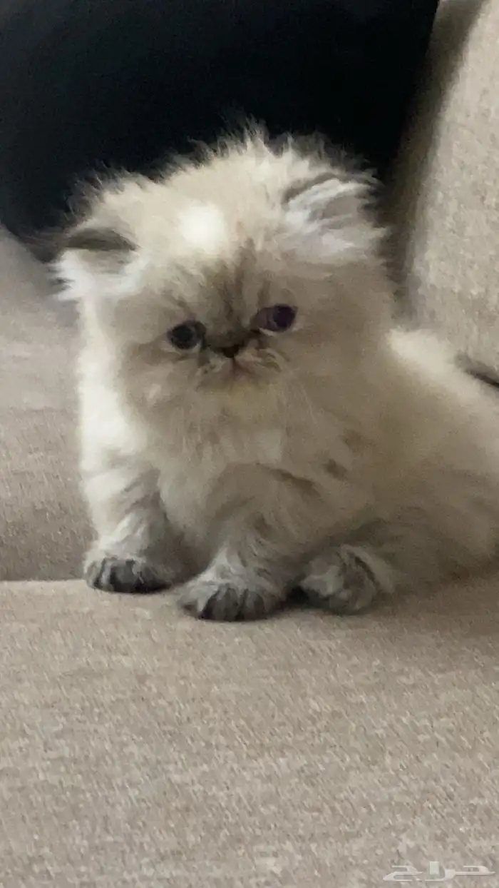 بيكي فيس قزمة شعر كثيف للبيع 0