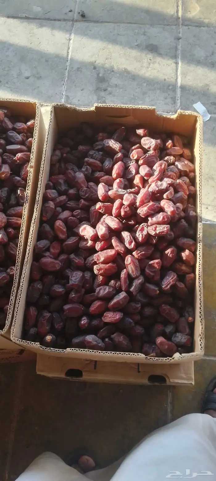 تمور تمر خضري للبيع 0