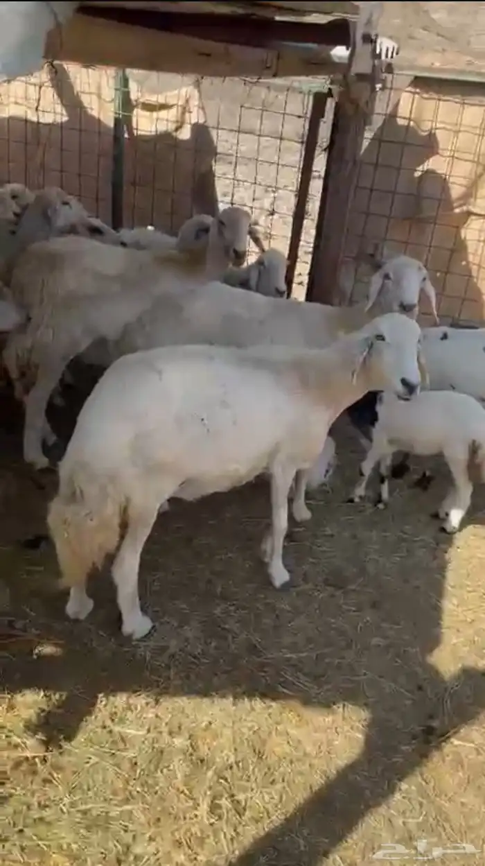 ضان كفو دفاع 0