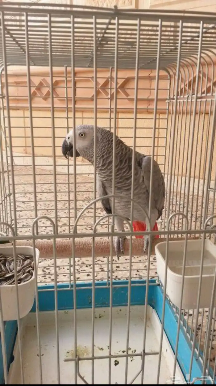 ببغاء 0