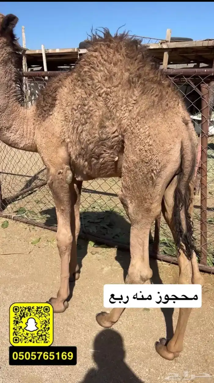 قعود شراكه بالربع والثمن 0