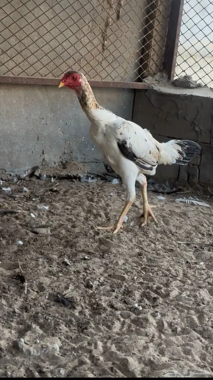 شامو ياباني 2