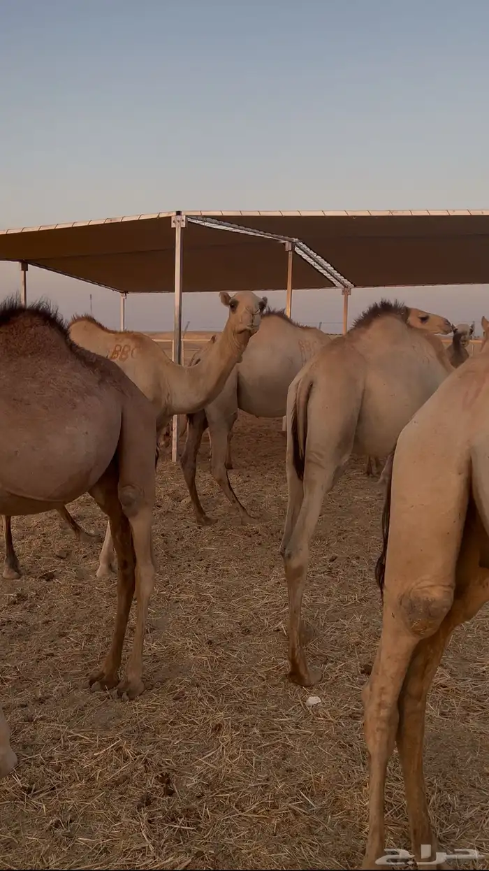 للبيع   حشو مربي جاهز   القصيم المذنب 0