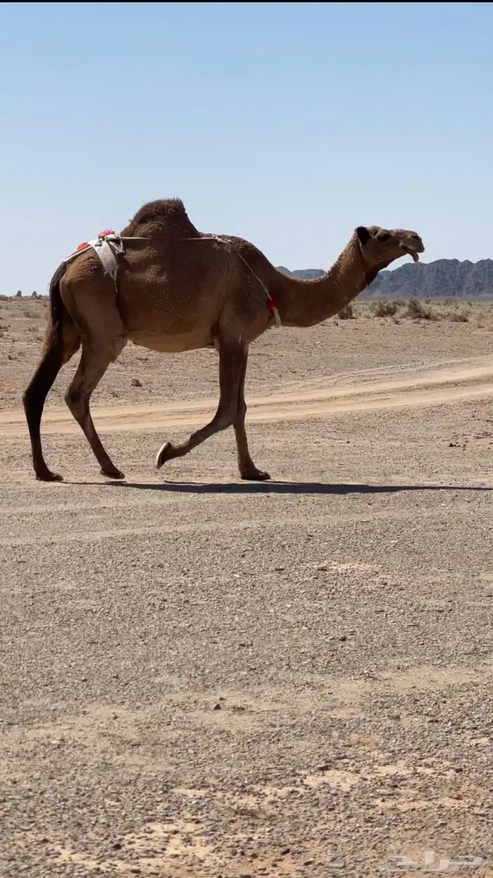 لقحه 2