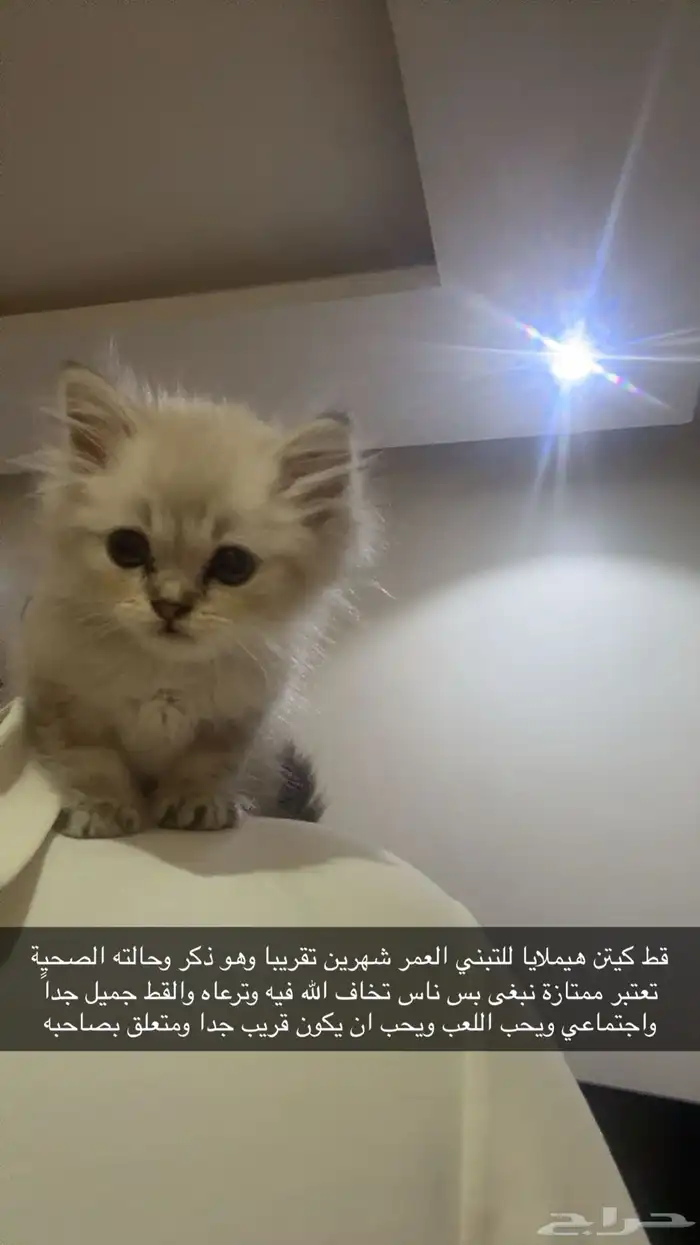 قط هملايا للتبني لمن يرغب بتبوك 0