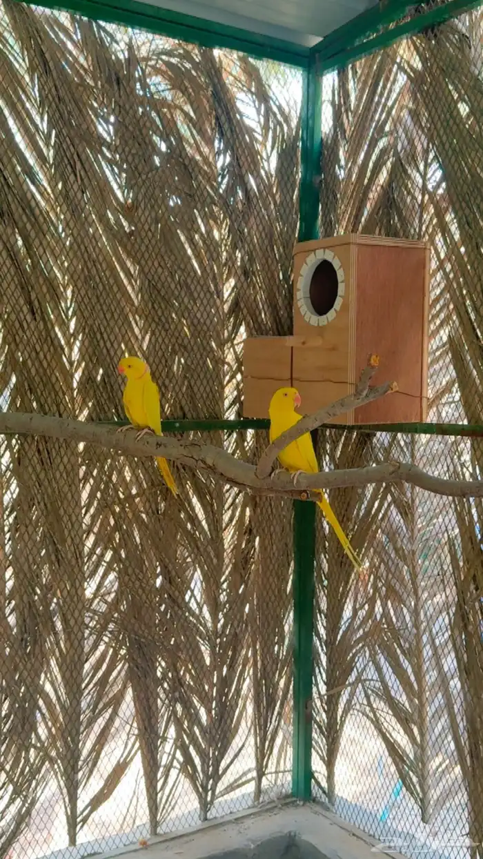 دره لاتينو 0