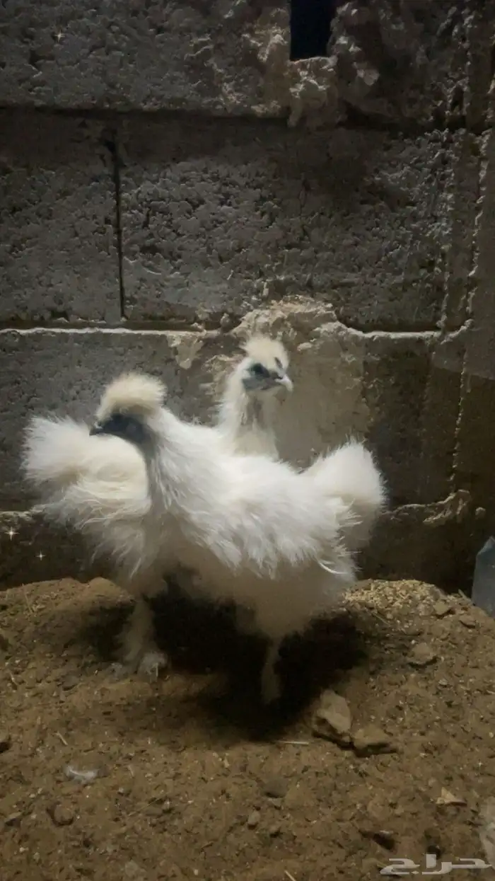للبيع دجاج قطني 1