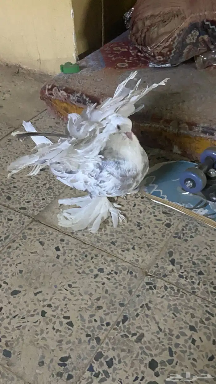 حمام رقاص جوز للبيع 3