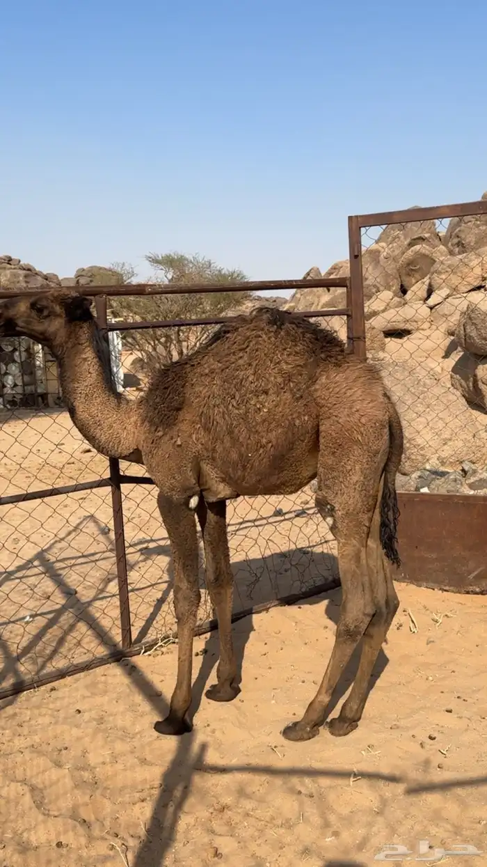 قعود للبيع 3