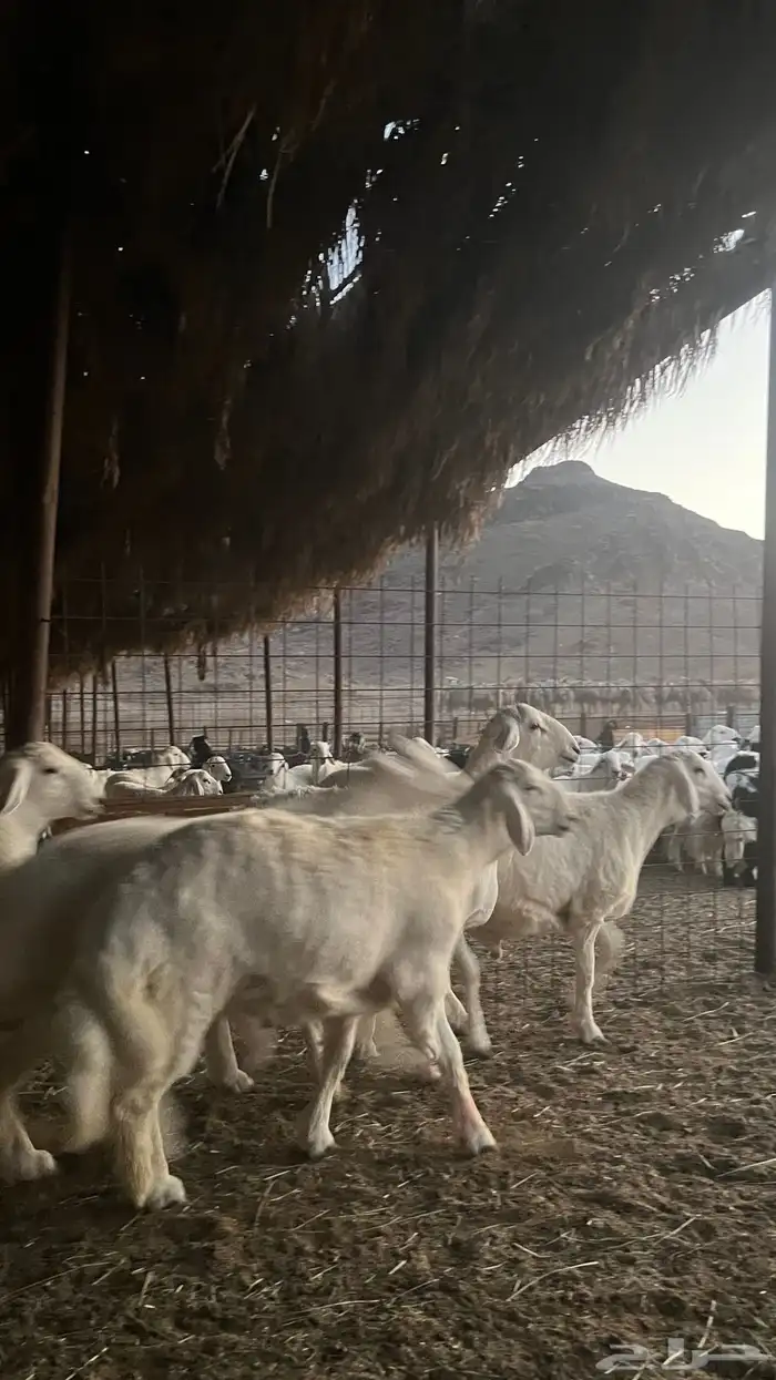 طليان حري ذبايح 1