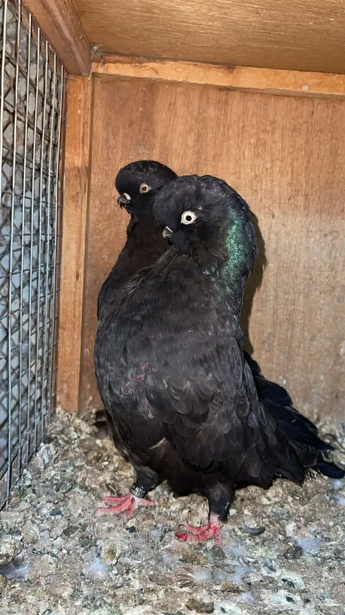 للبيع لونق فيس 0