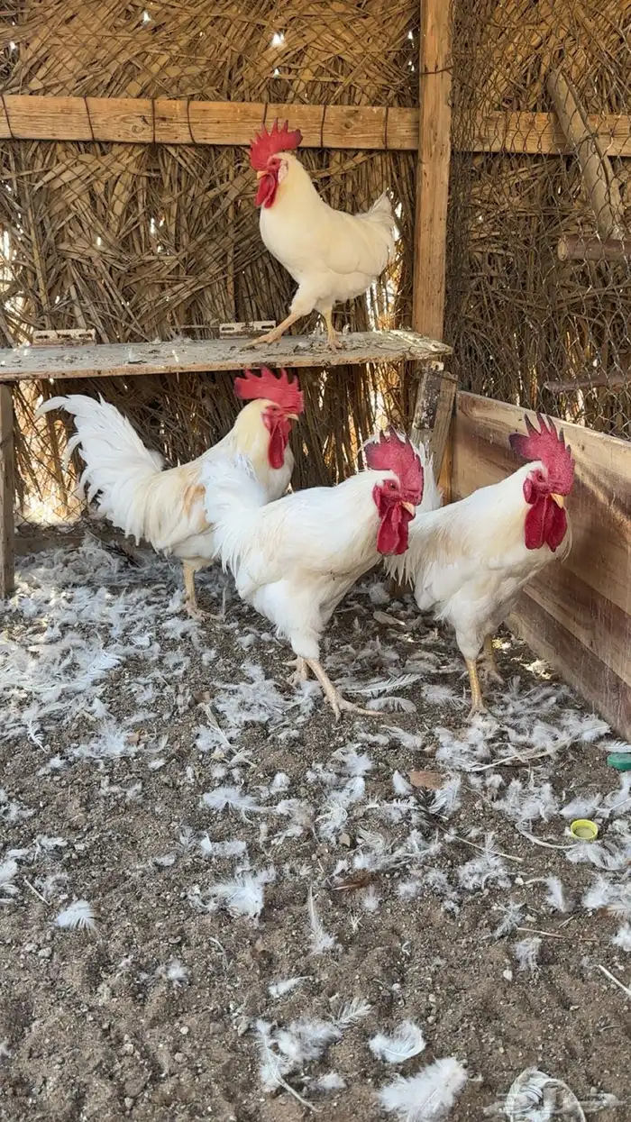 دجاج لوهمان 1