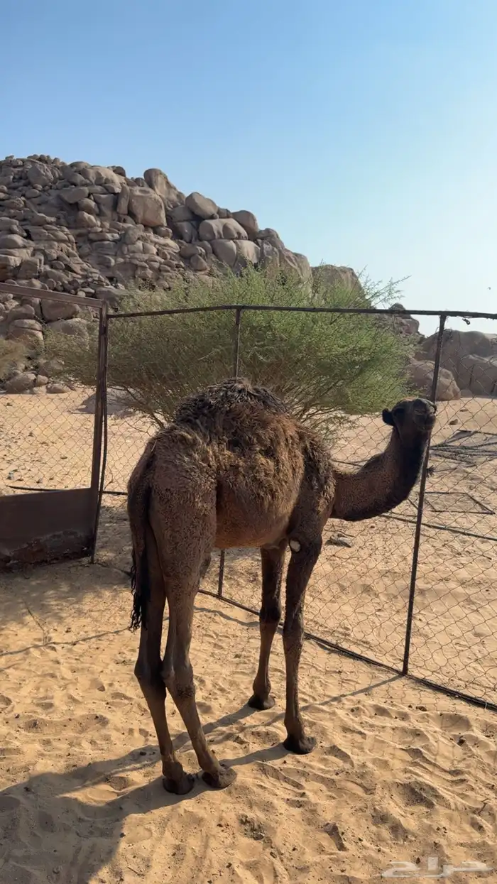 قعود للبيع 2