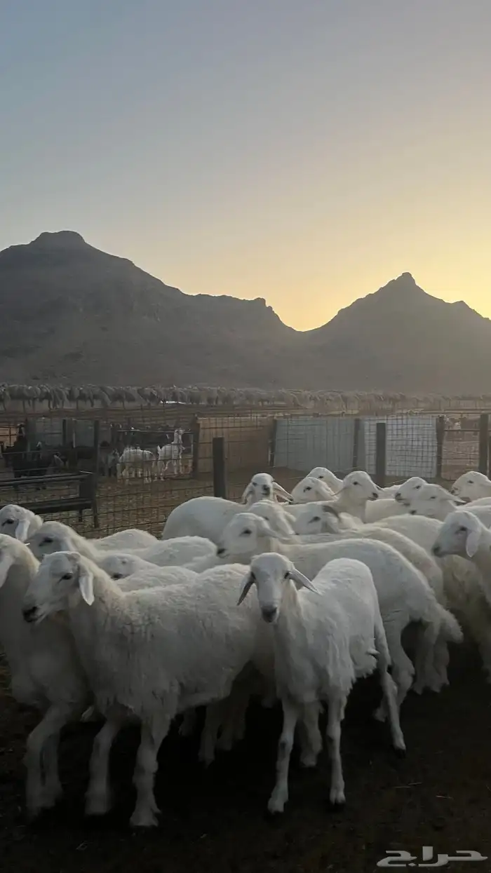طليان حري ذبايح 11