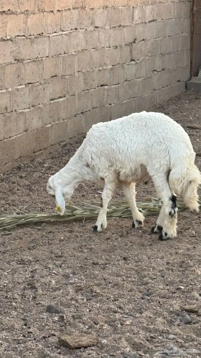 خرفان 4 للبيع 4