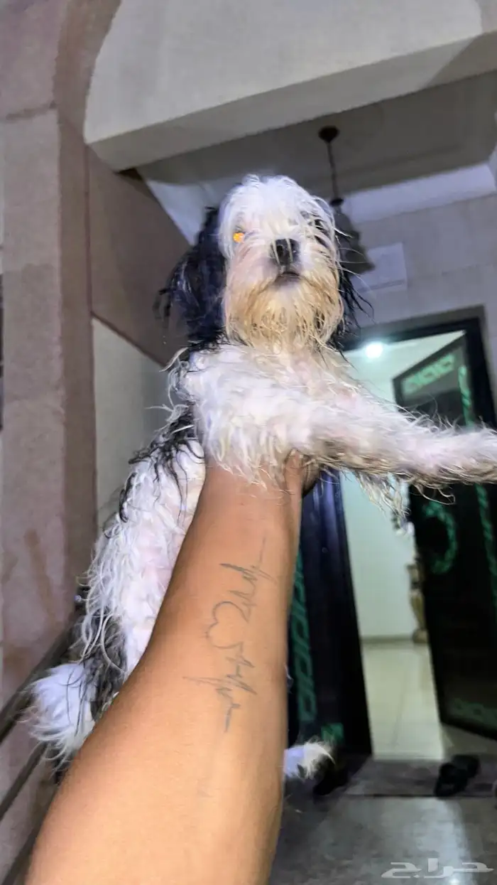 كلاب مالتيز زوج مستو بطل 3