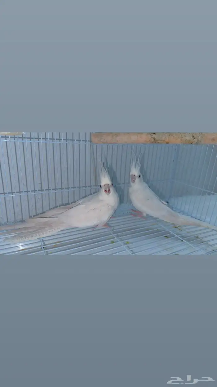 اعرض لكم زوج كروان البينو عيون منتج مشروط سوبر حامبو مغرد 5