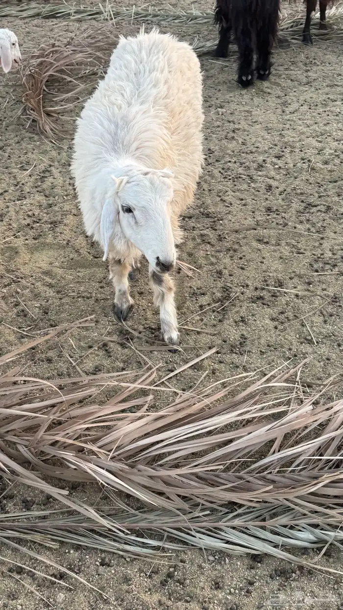 خرفان 4 للبيع 7