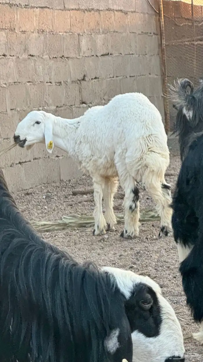 خرفان 4 للبيع 3