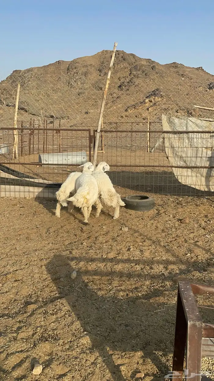 طليان حريات ذبايح طيبة بالحيل(تم البيع) 5