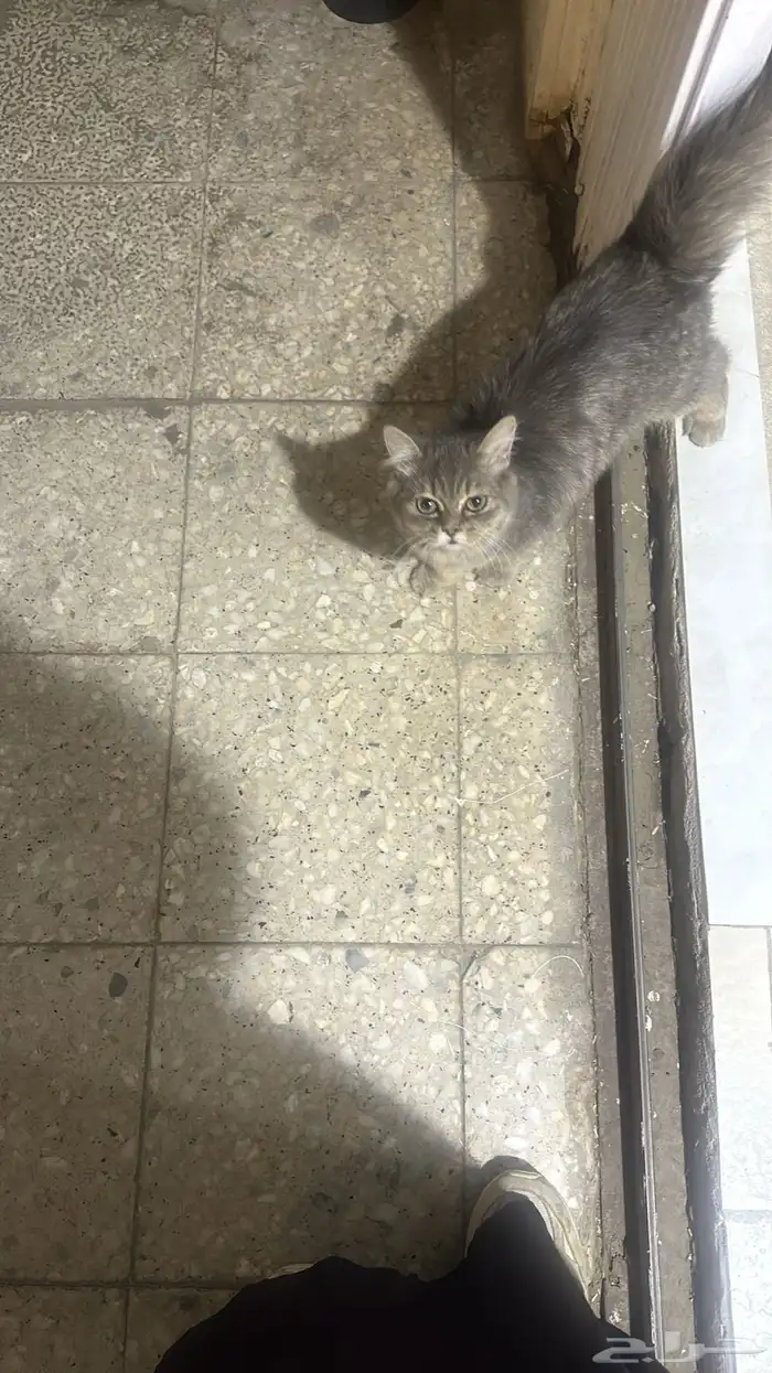 قطه للتبني 1