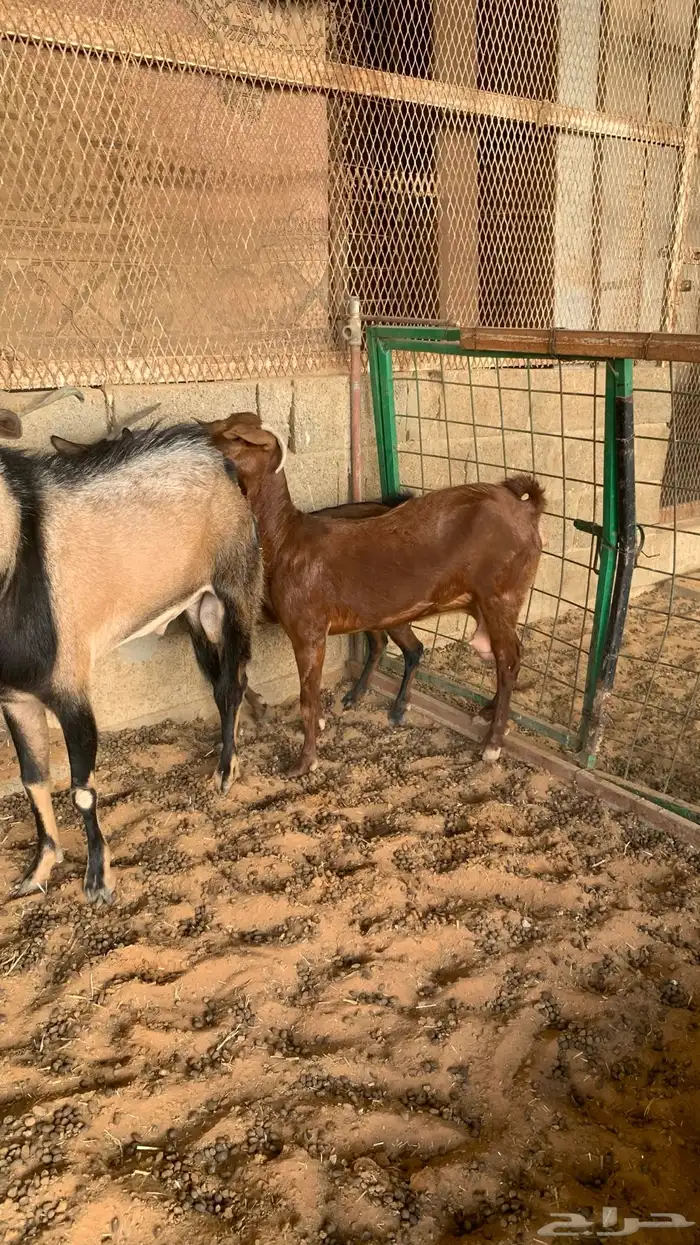 معزا جنوبيه مع فحلها 1
