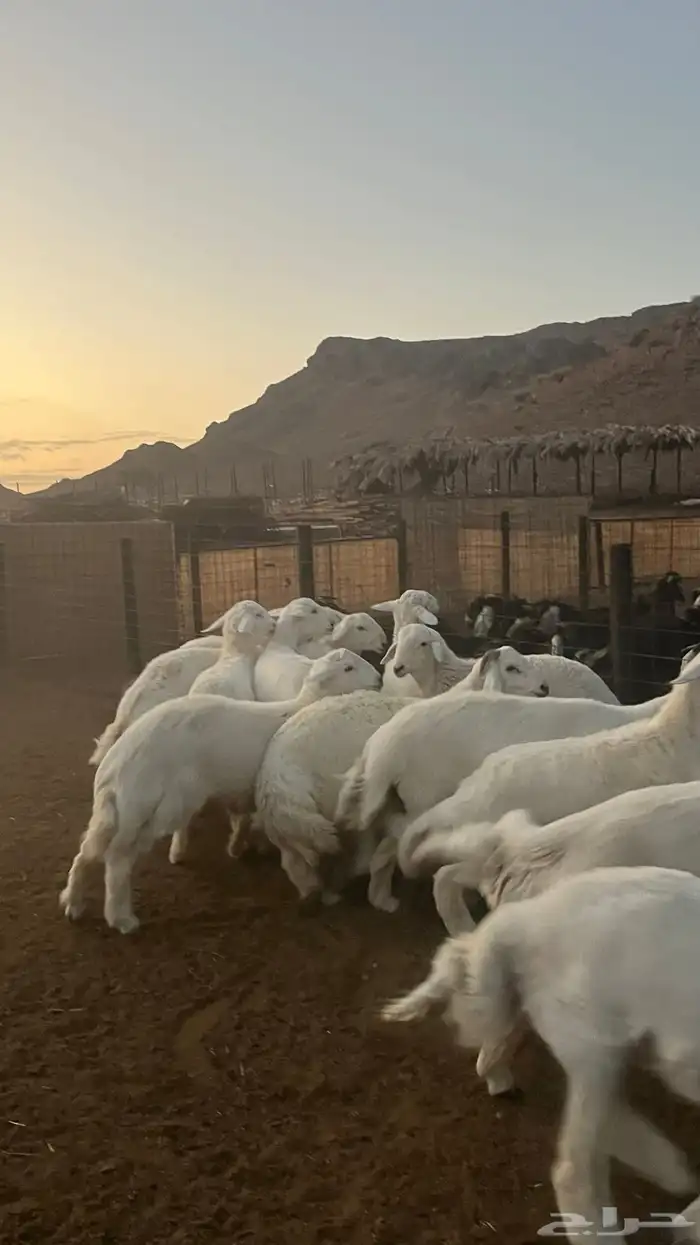 طليان حري ذبايح 24