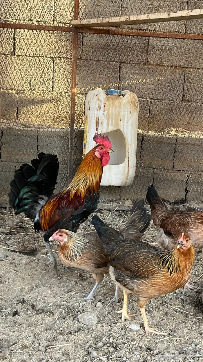دجاج ترثه فري 14