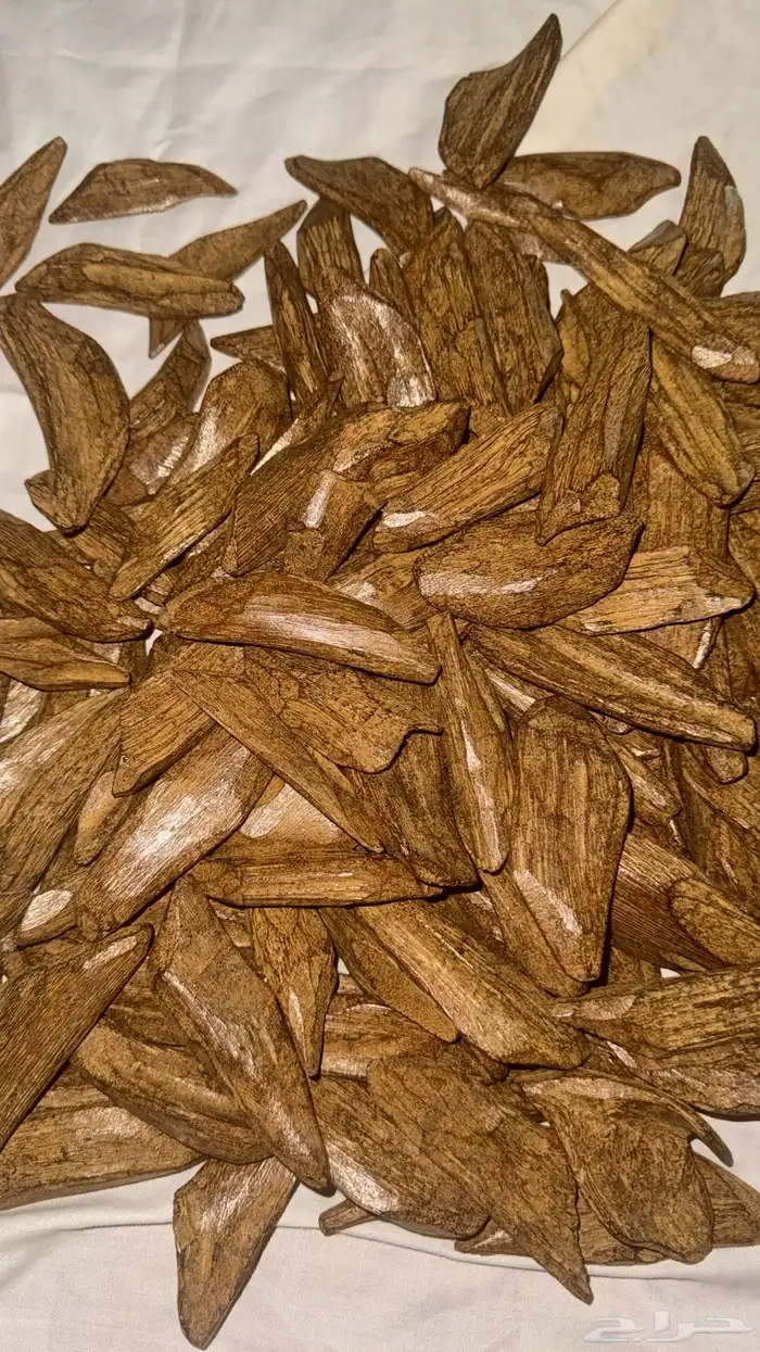 عرض عود مروكي كيلو 2