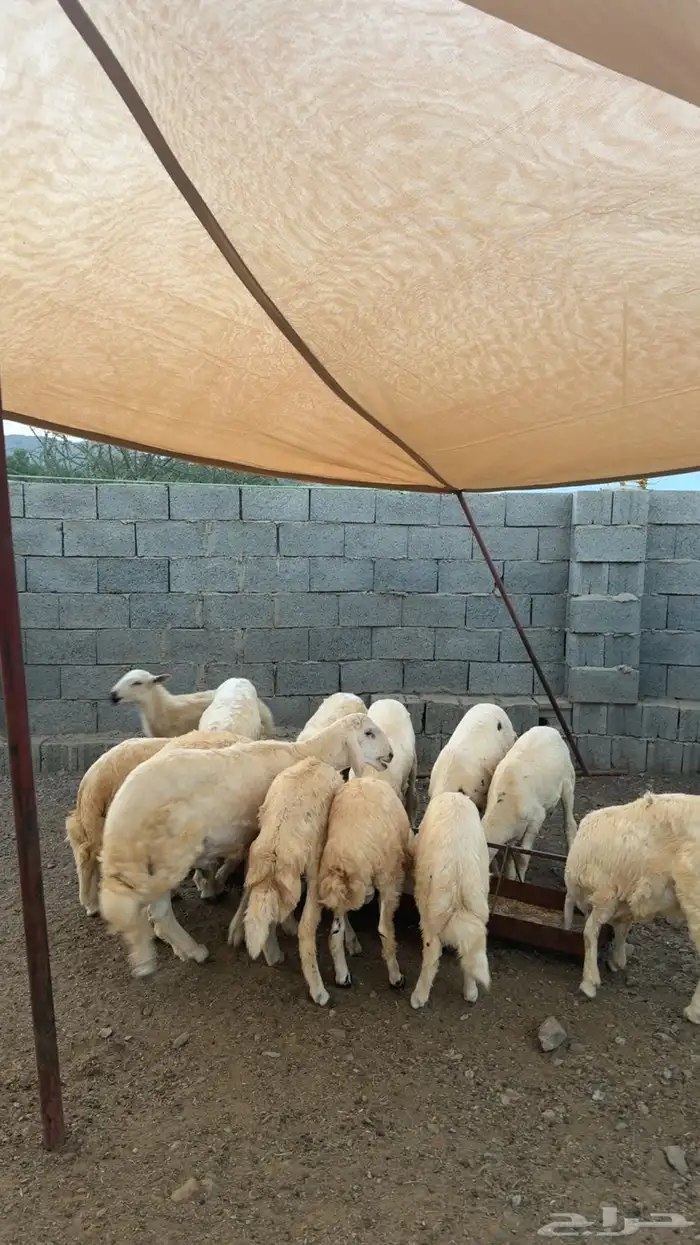 مواشي غنم 2