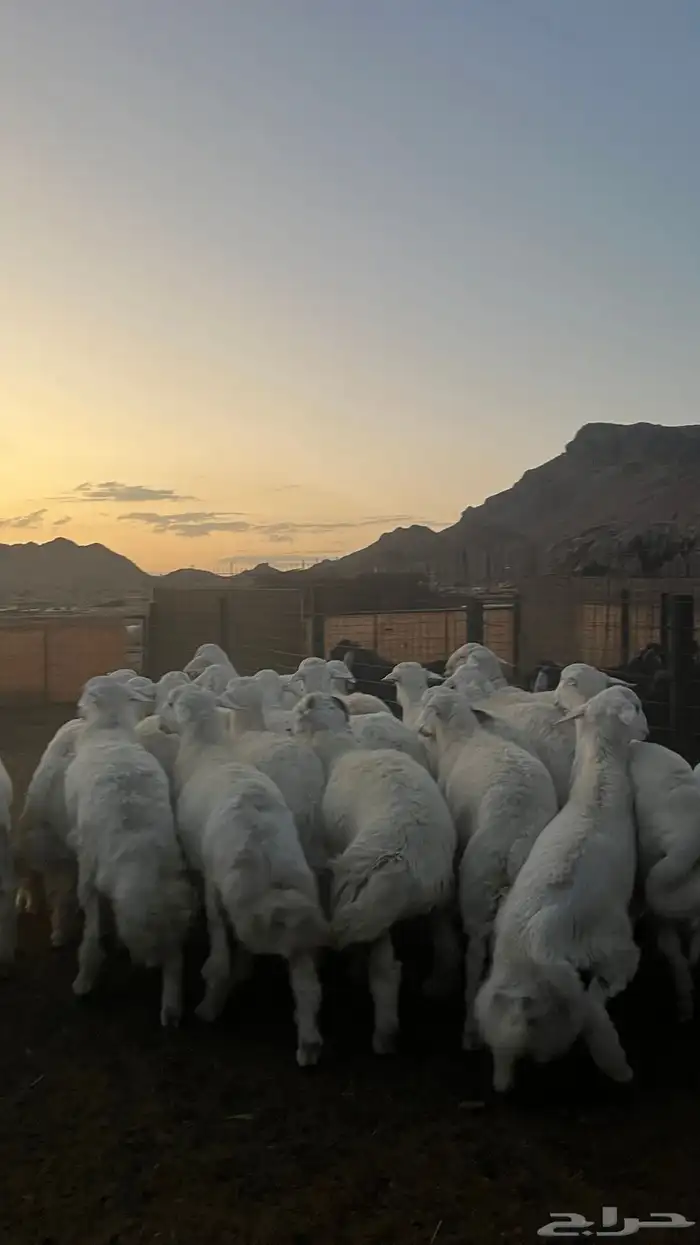 طليان حري ذبايح 21
