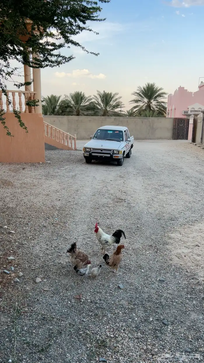 ديك ودجاج بلدي للبيع 9