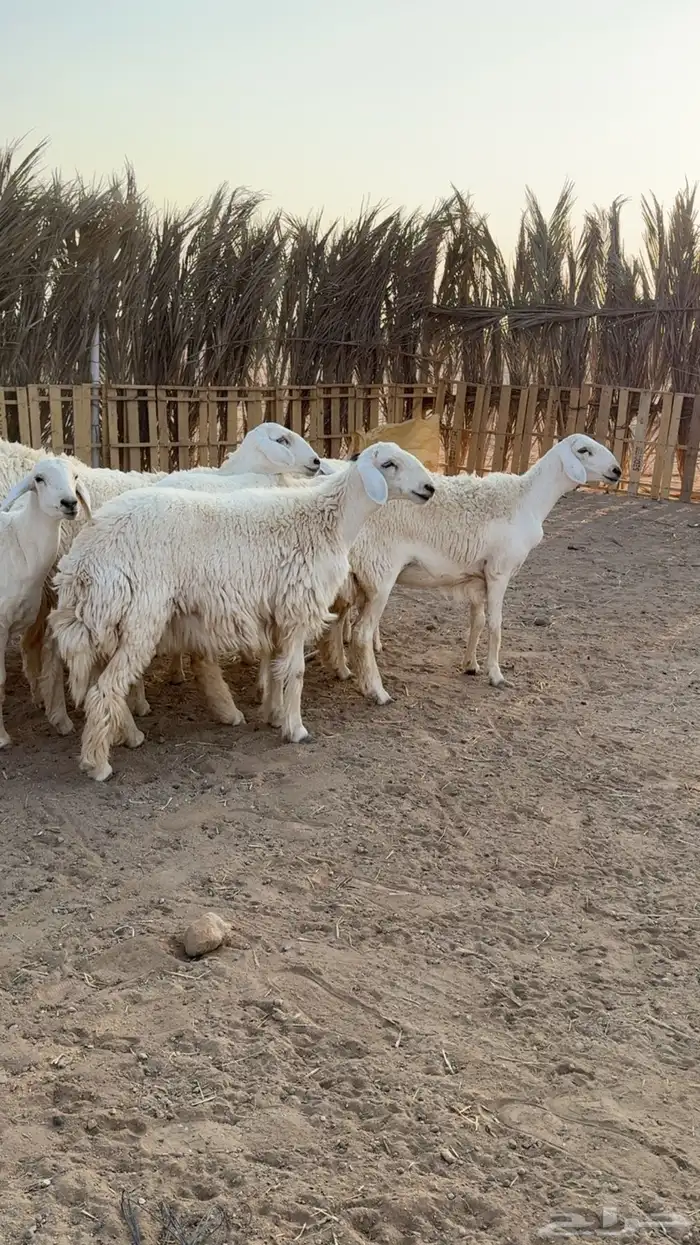 رخال حريات حرش مضاريع تم البيعع 5