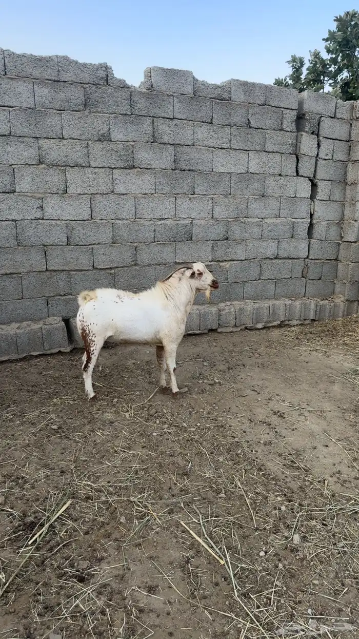 تيس فحل مشروط ضراب وحاار 1