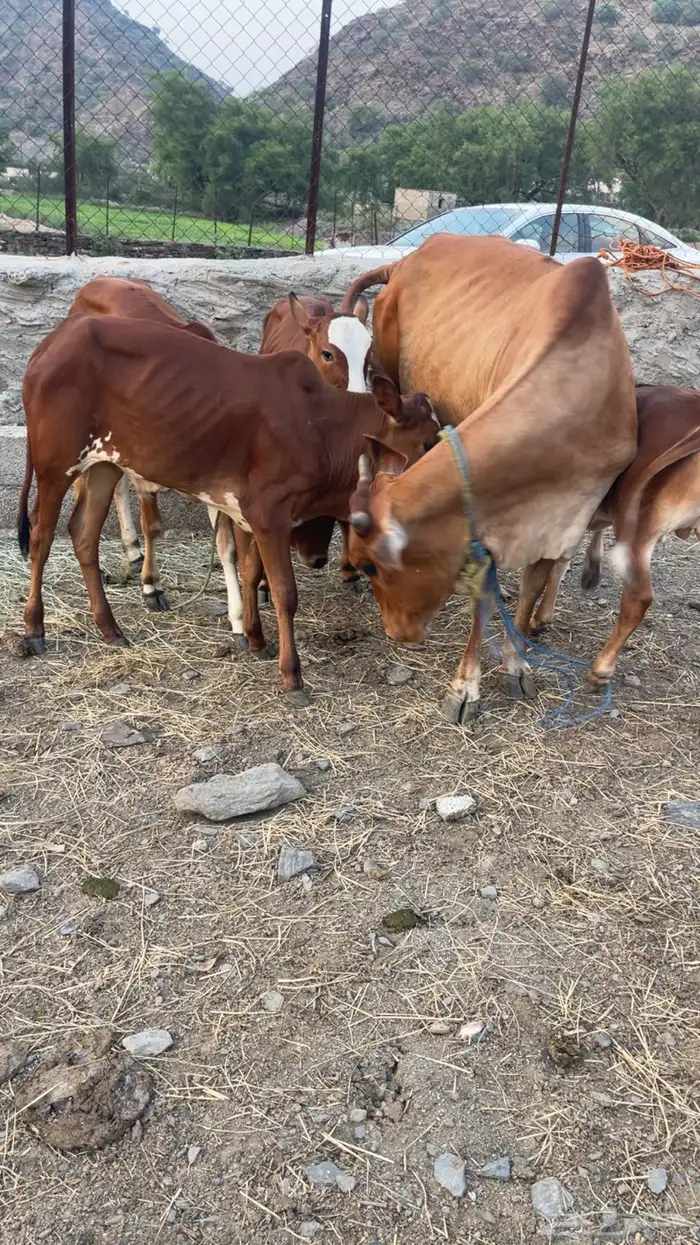 بقر العدد الاجمالي 7 2 مناتيج والباقي حسلان الحليب وافر 8