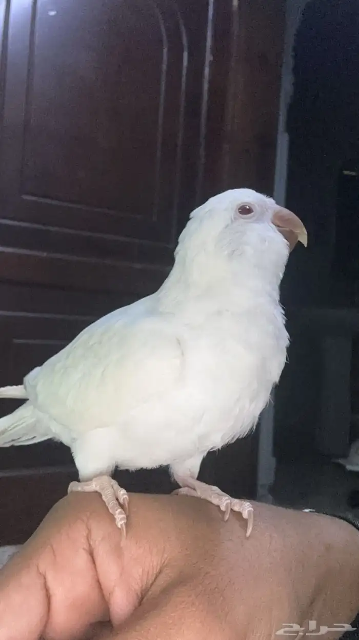 كويكر البينو 0