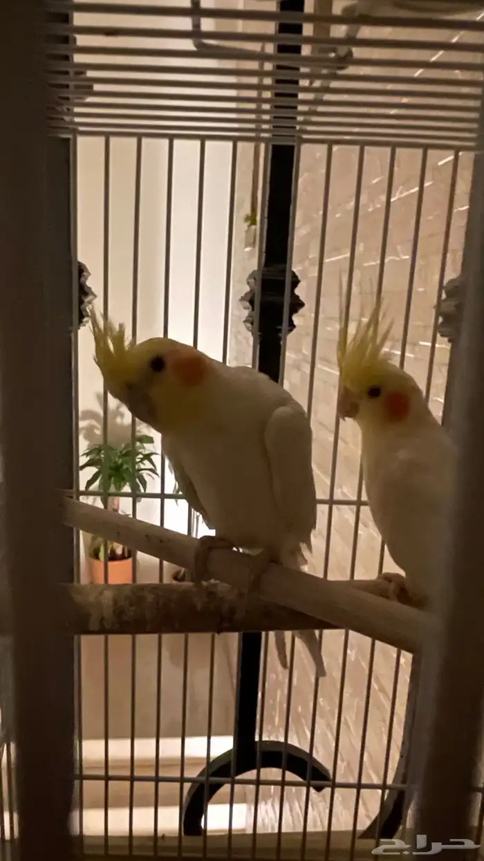 طير واحد فقط بأدواته كاملة 5