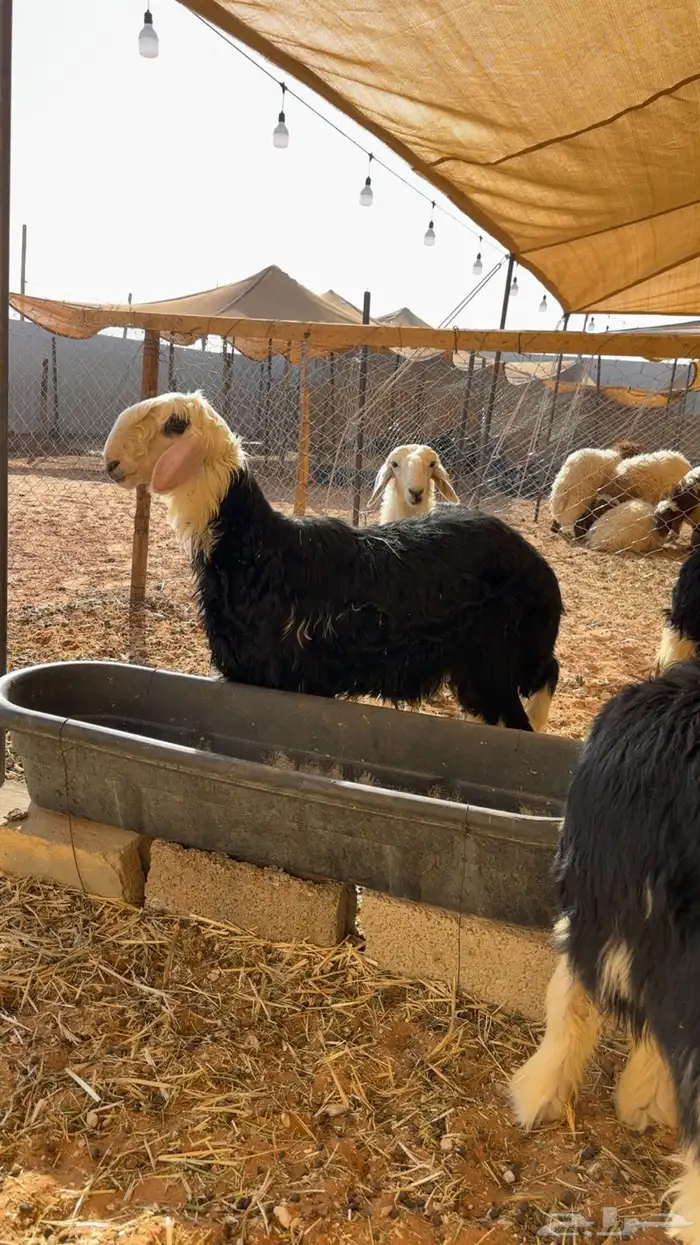 ذبايح نجد فاخرة( تم البيع ) 0