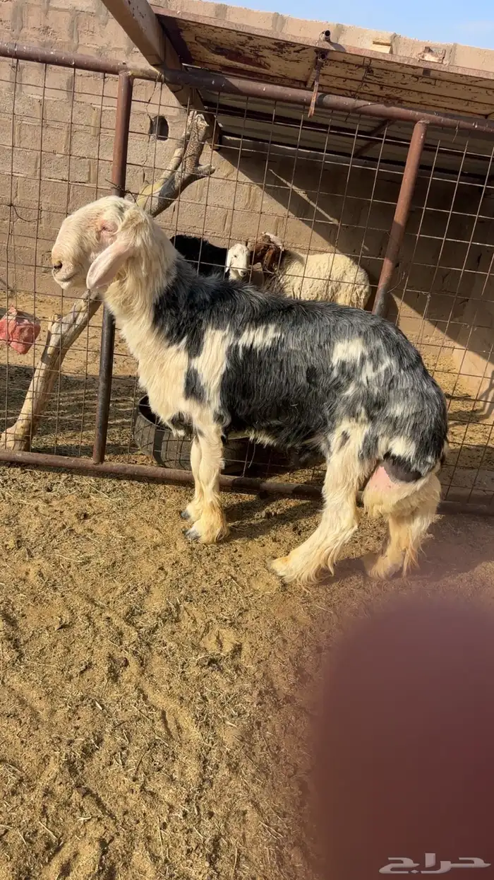 خروف فحل 4