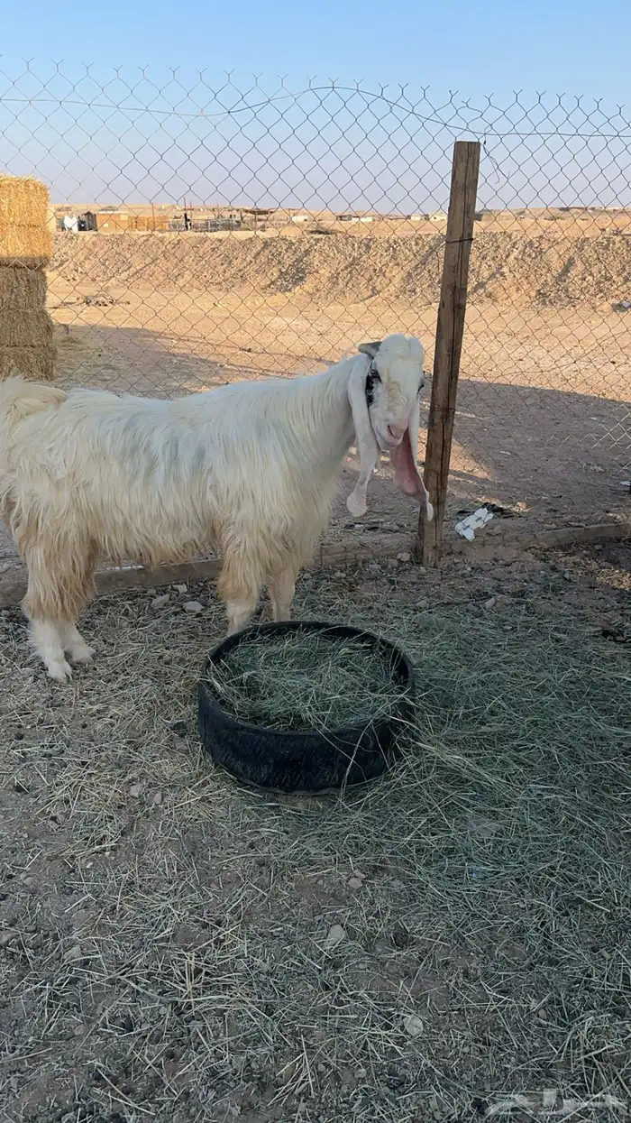 تيس مشروك جرمة طيب 3