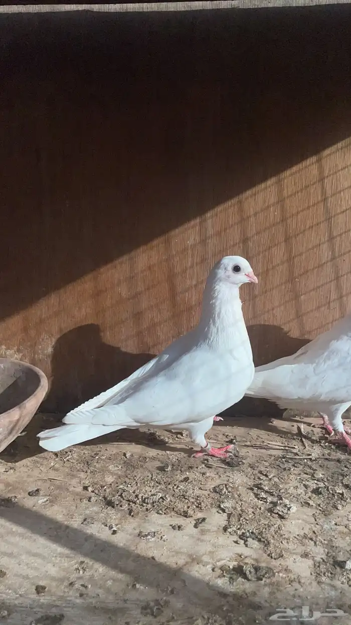 زوج غرنوق 1
